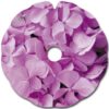 Hydrangea parma - Image 2