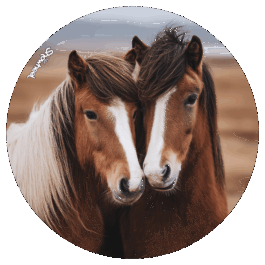 Duo de chevaux