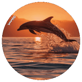 Saut de dauphin