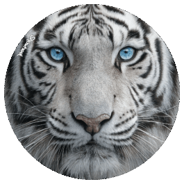 Tigre blanc