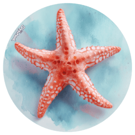 Etoile de mer