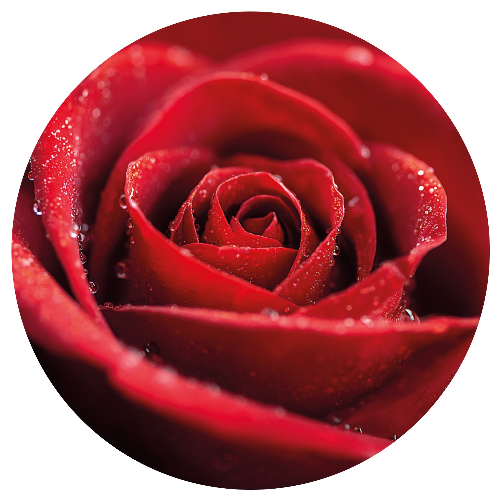 Rose rouge – Image 2